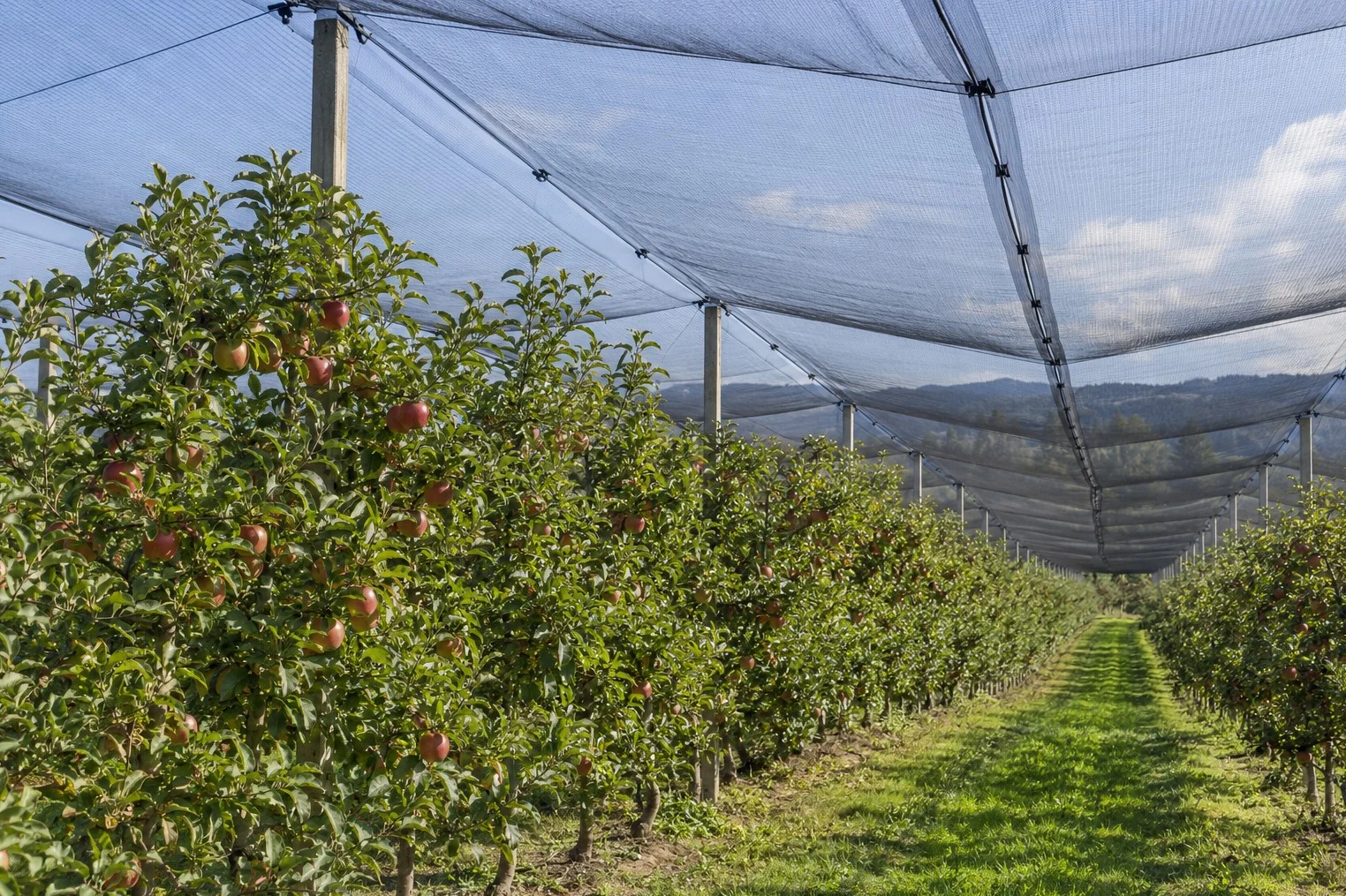 Netting over orchard growing rows, shown as an application scene