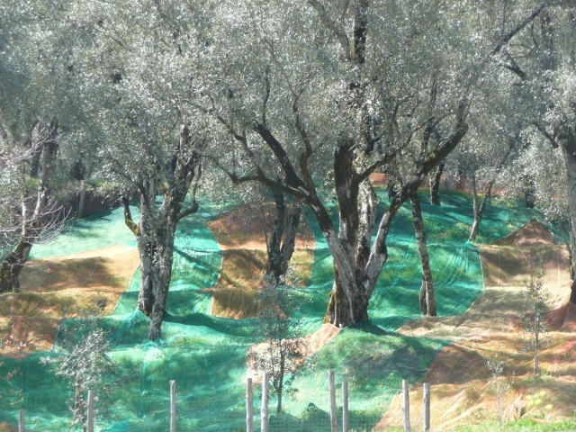 Olive Netting2