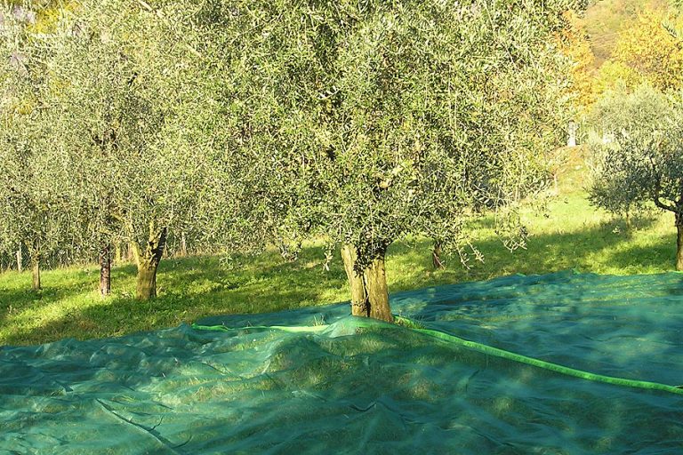 Olive Netting1