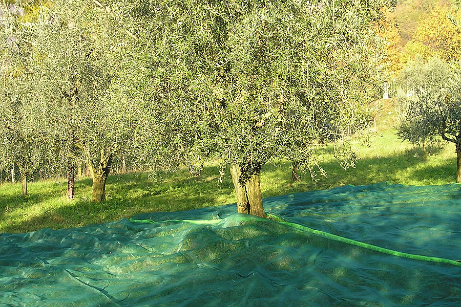 Olive harvesting net laid beneath olive trees