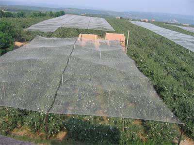 Anti Hail Netting4