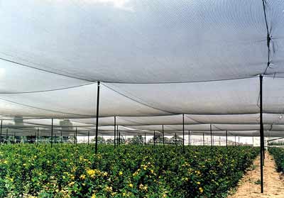 Anti Hail Netting1