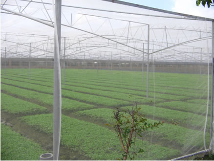 Insect Mesh Netting4