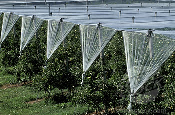 Anti Hail Netting5