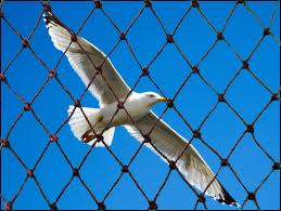 Building Bird Netting4