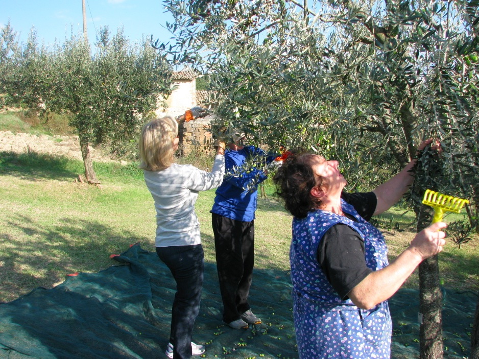 Olive Netting3