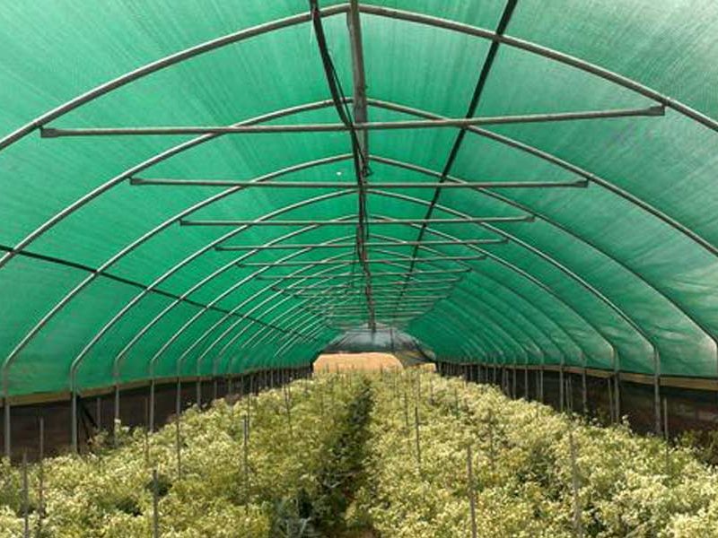 Net-covered nursery growing structure
