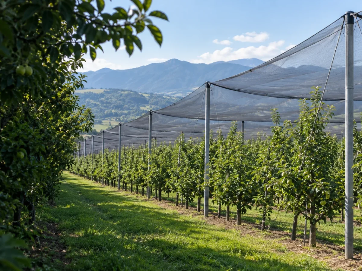 Illustrative orchard layout with overhead netting and supports